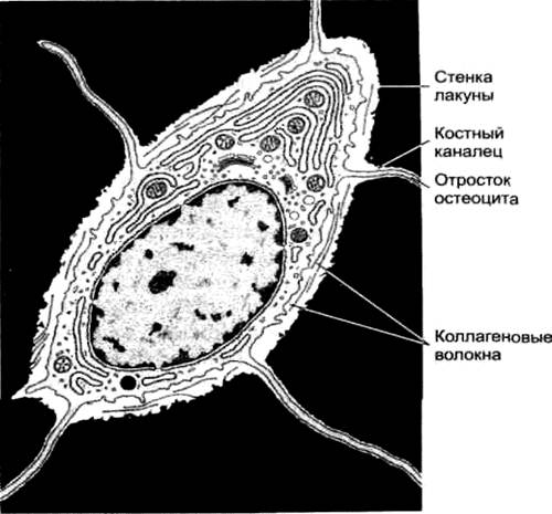 Схема остеона фото